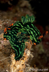 Pair of nudis- Nebrotha kubaryana by Richard Goluch 